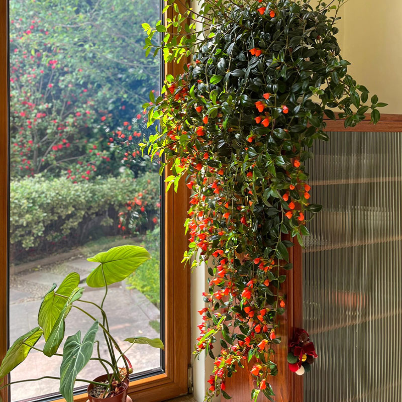 Super hot seller 🐟 Goldfish Chlorophytum Seeds-Non-GMO