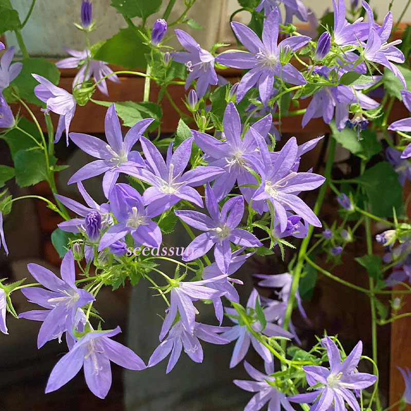 Hang Bellflower Seeds