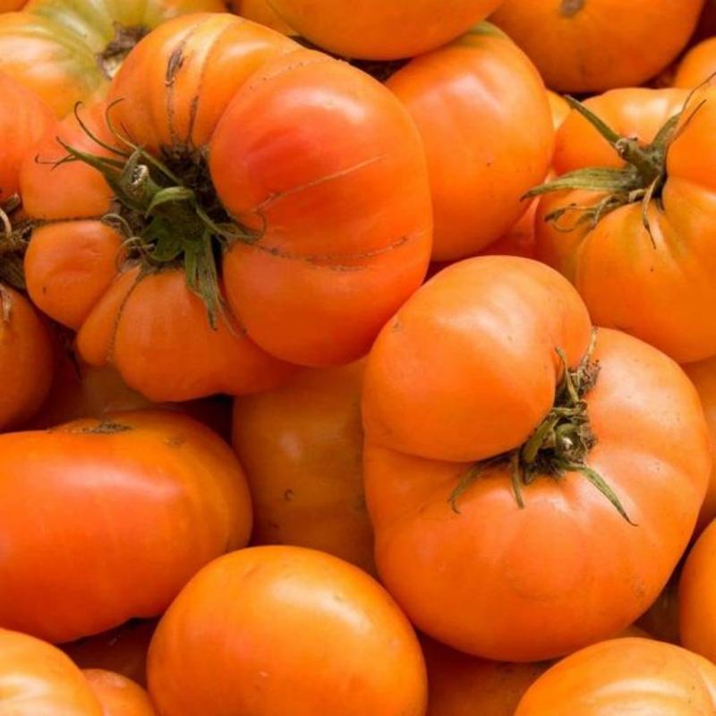 Amana Orange Heirloom Tomato Seeds - Large Tomato - One of The Most Delicious Tomatoes for Home Growing