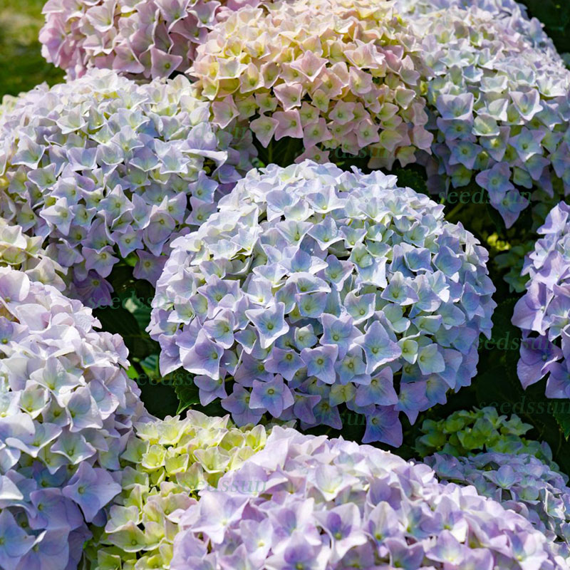 Colorful hydrangea seed