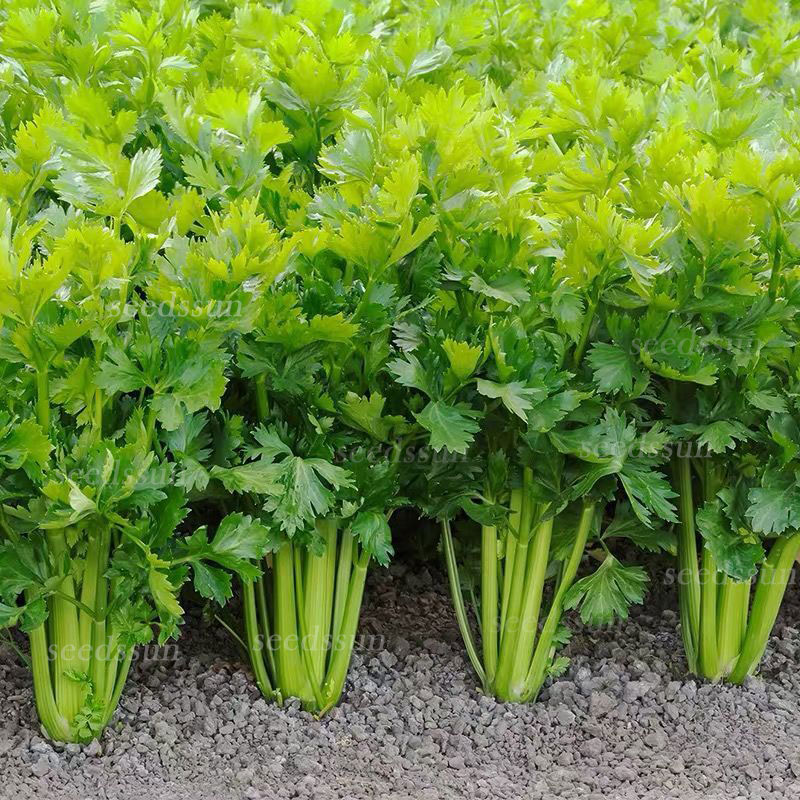 Four Seasons Fruit Celery Seeds