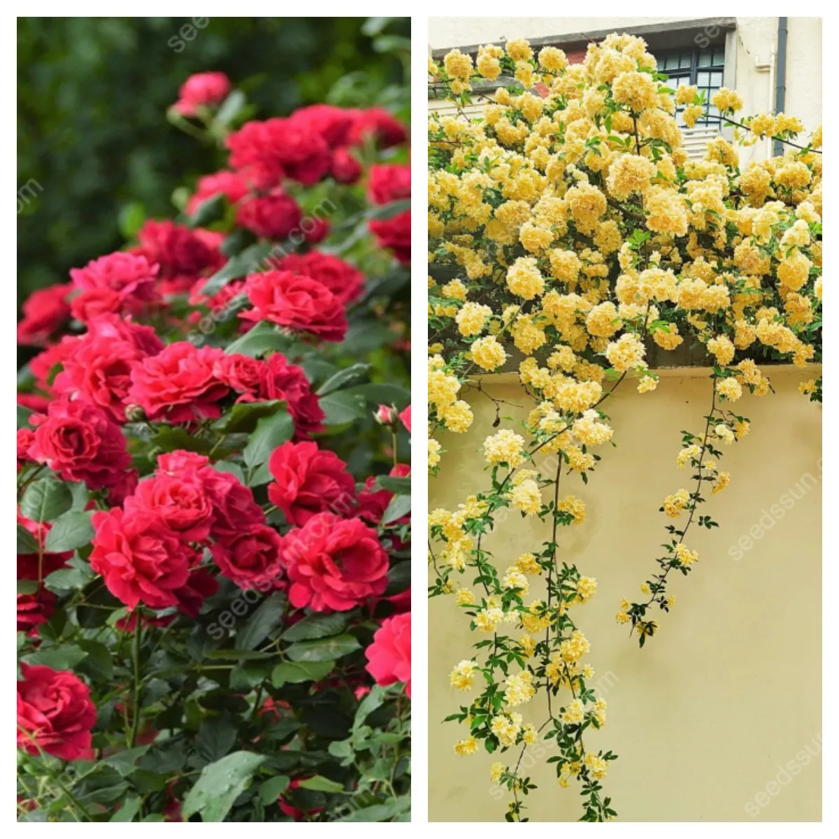 Redwood Creeper Flower Seeds🥰Last Day Sale - 60% OFF