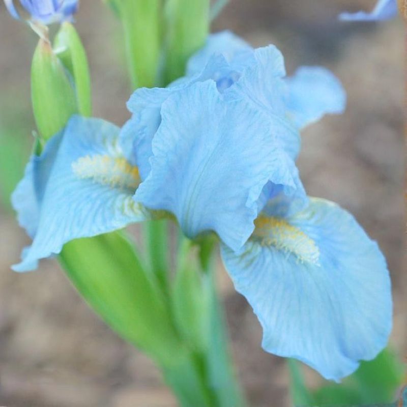  Alpine Blue Iris Bulbs