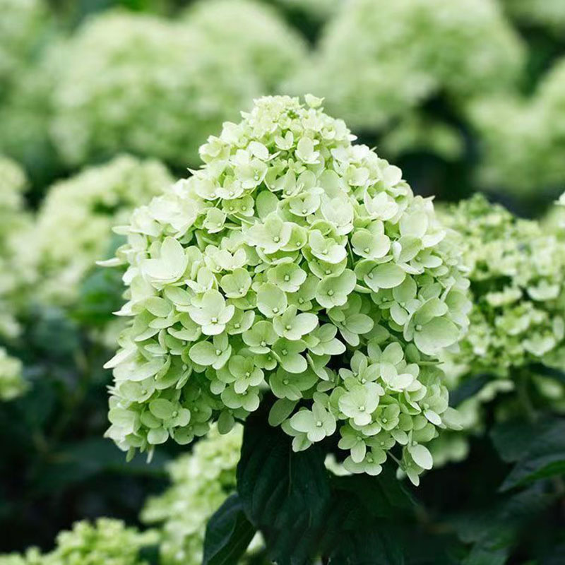 50/100/200Pcs Hydrangea Flowers Seeds Mixed Color Plants Home Garden Flower Seeds