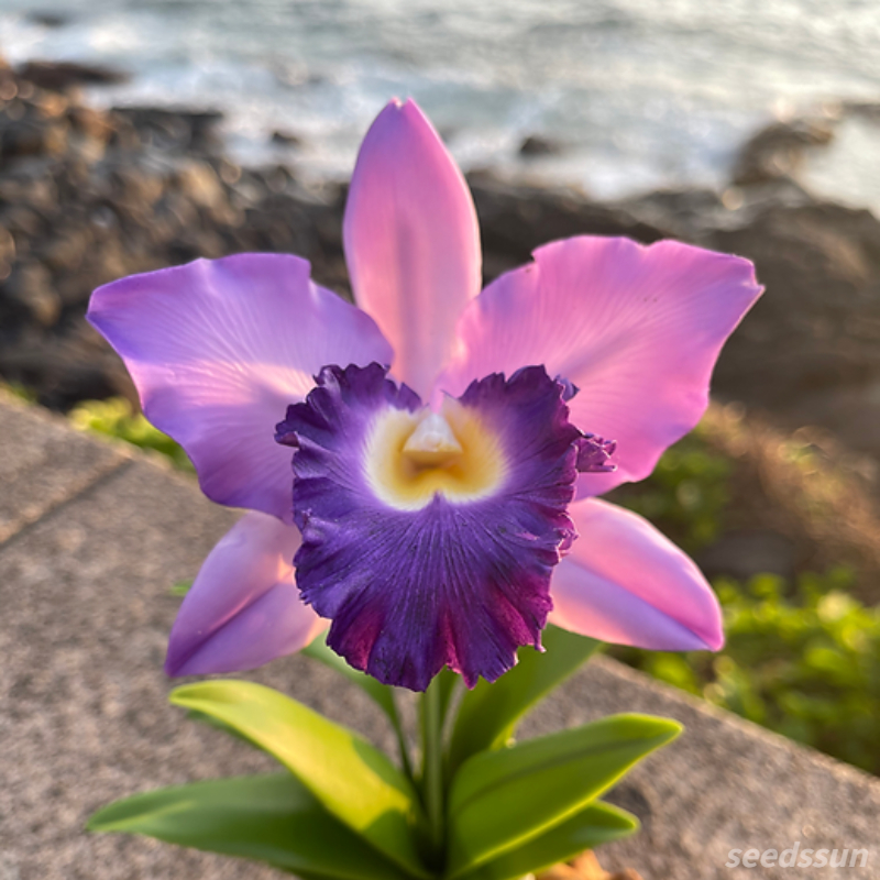Cattleya Orchid Seeds