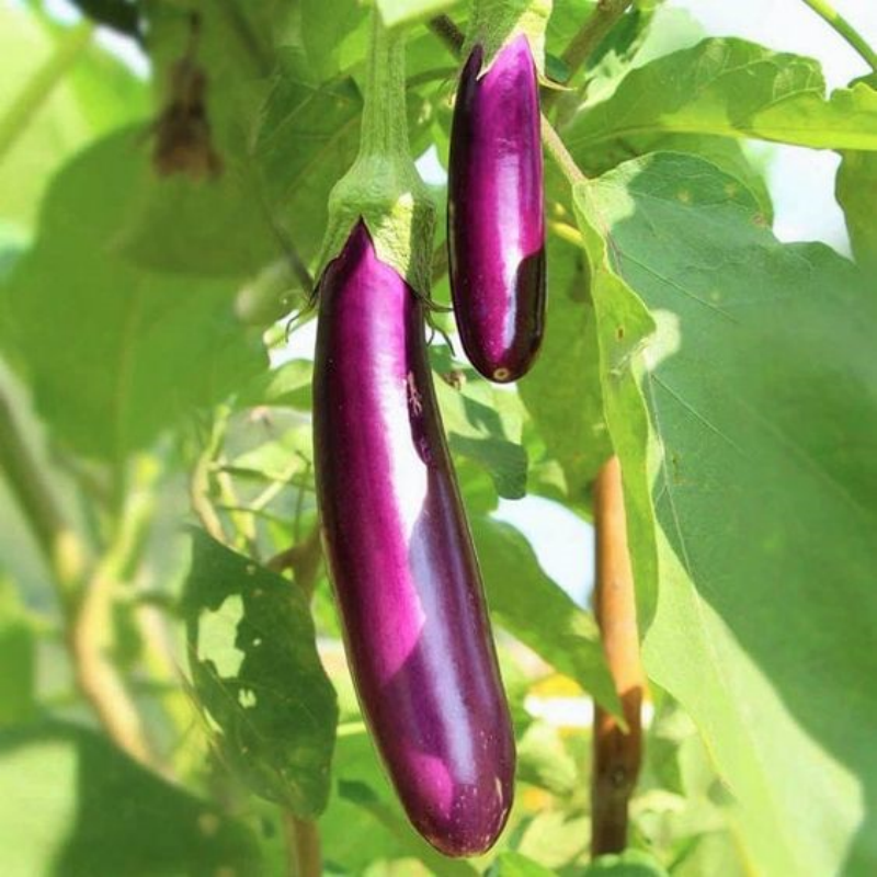 🍆«STRIPED LONG» - ORGANIC EGGPLANT SEEDS