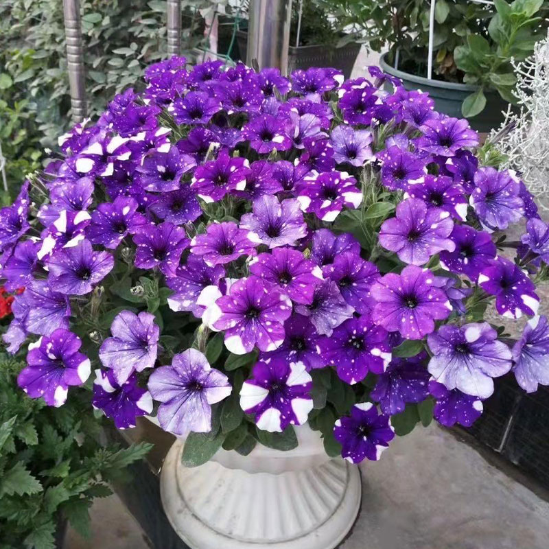 Bright Star River - Starry Morning Glory Seeds