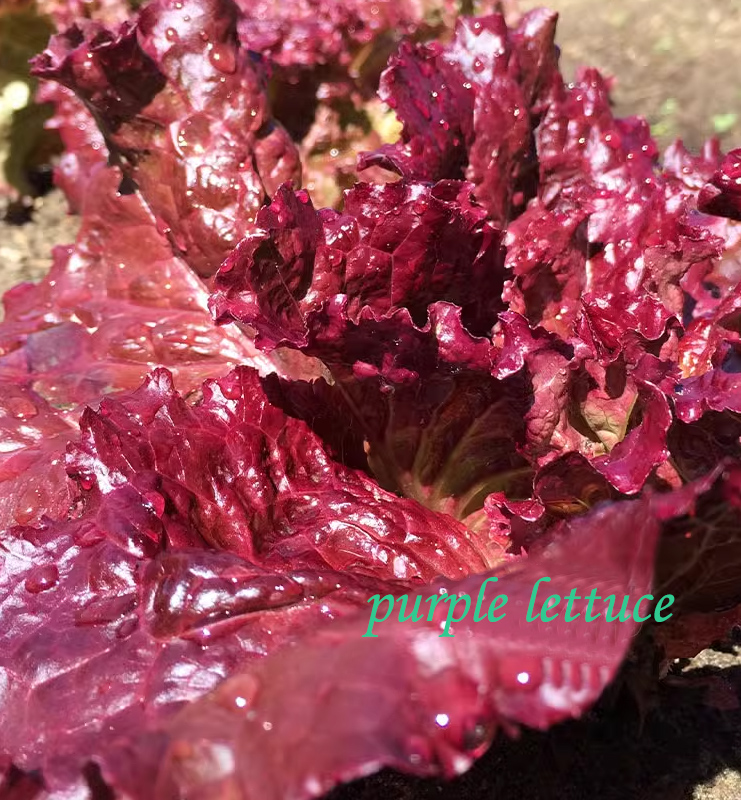Rosa Lettuce