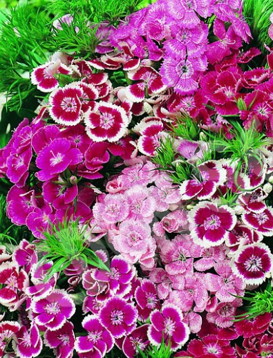 Dianthus Barbatus Mixed Color - Flower Seeds