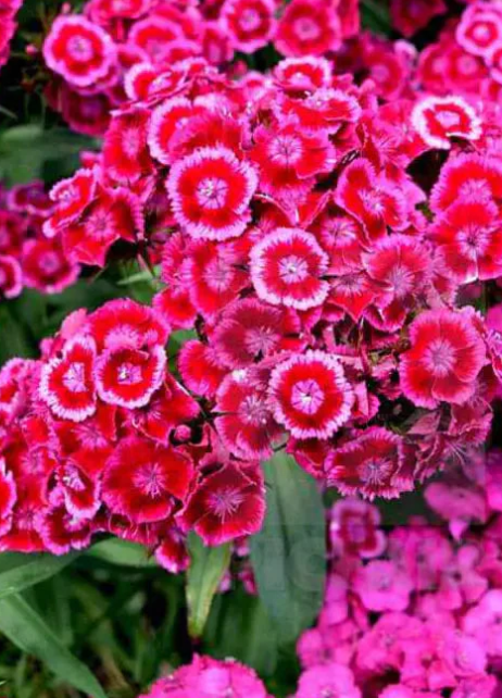 Dianthus Barbatus Mixed Color - Flower Seeds