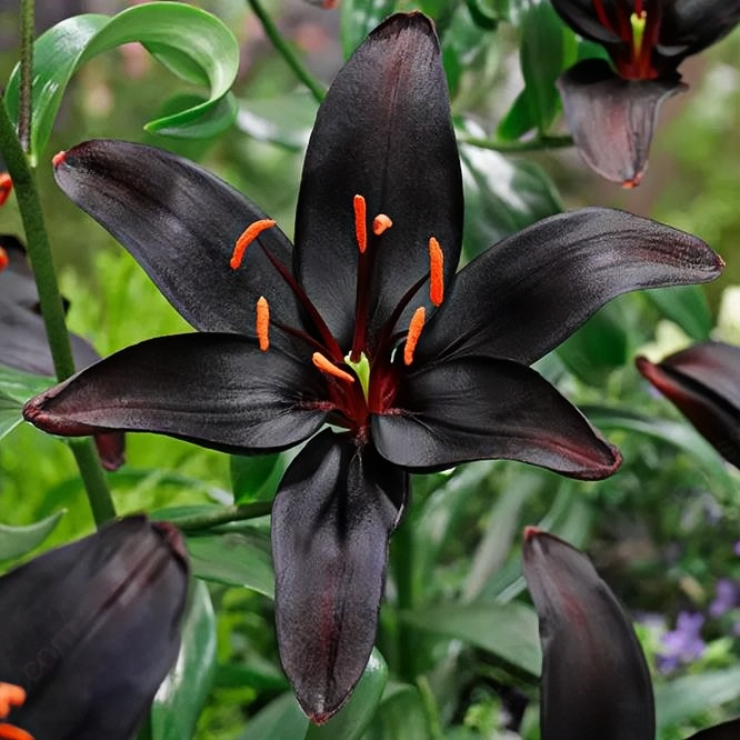 Lily bulbs