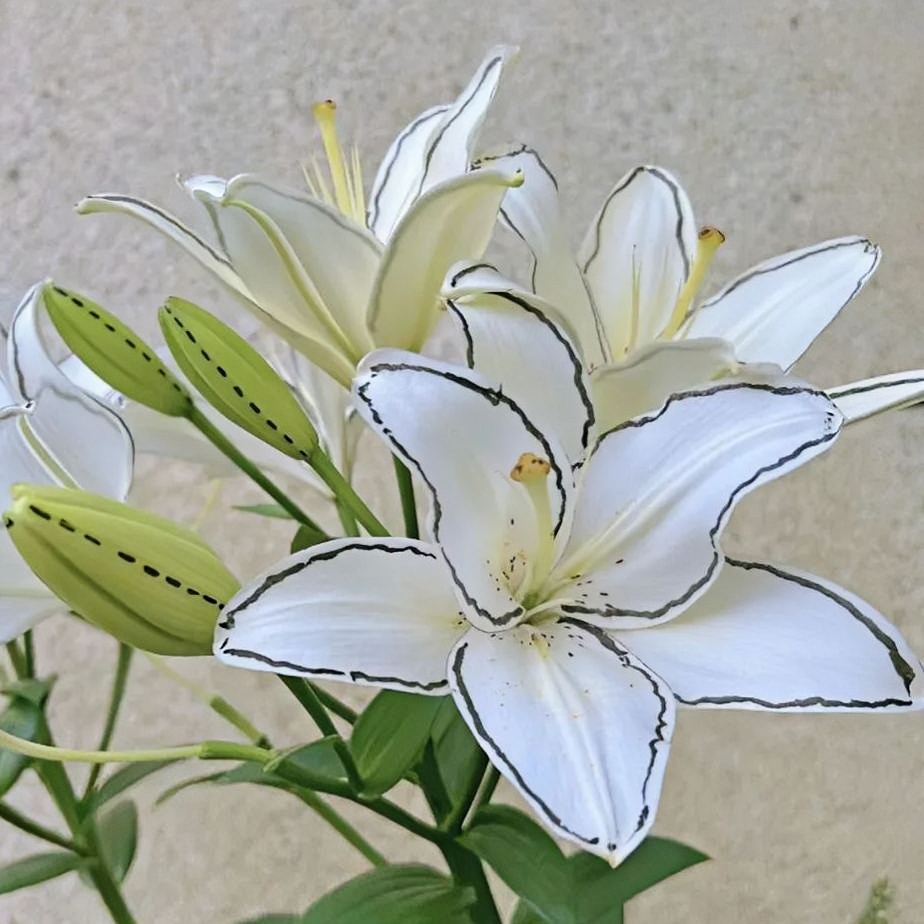 Lily bulbs