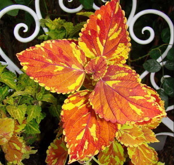 Coleus Seeds Golden Freckles