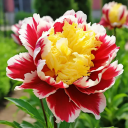 Red & Yellow