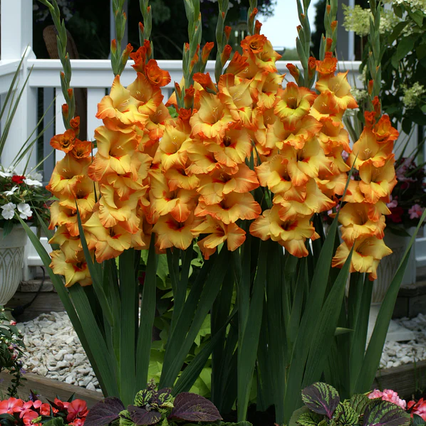 Rainbow Gladiolus Seeds (Gladiolus Hybrid)