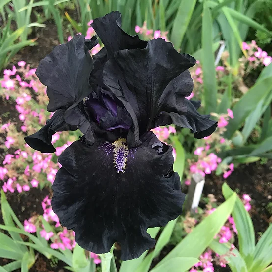 Exotic Black Iris Seeds (Iris spp.)