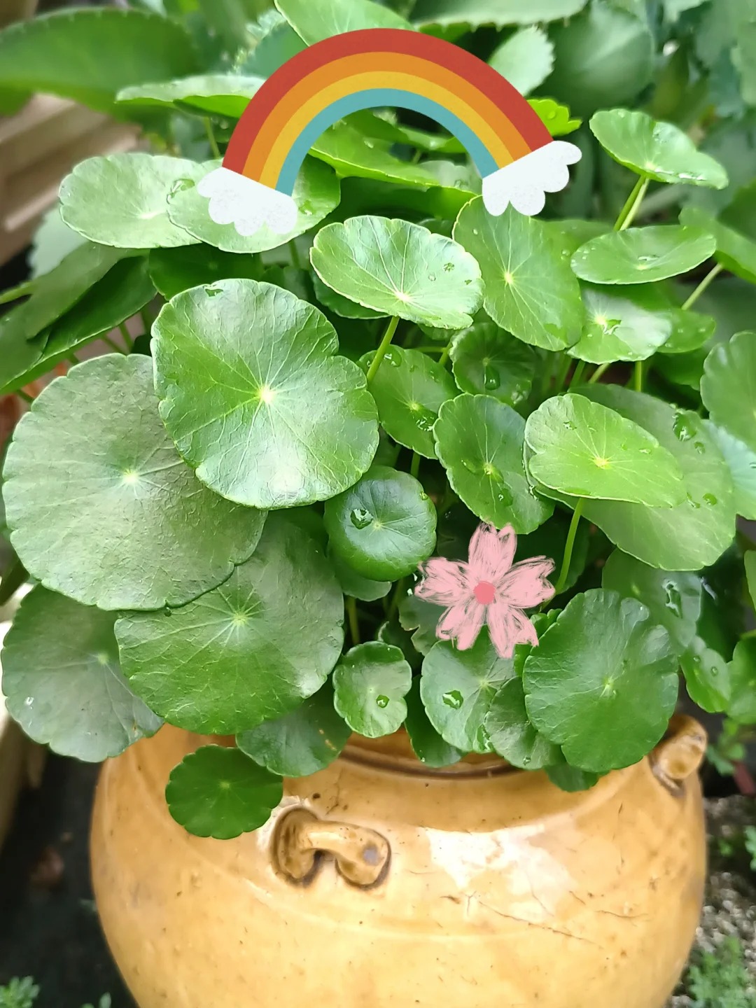 Water cultivation of copper money grass seeds to attract wealth