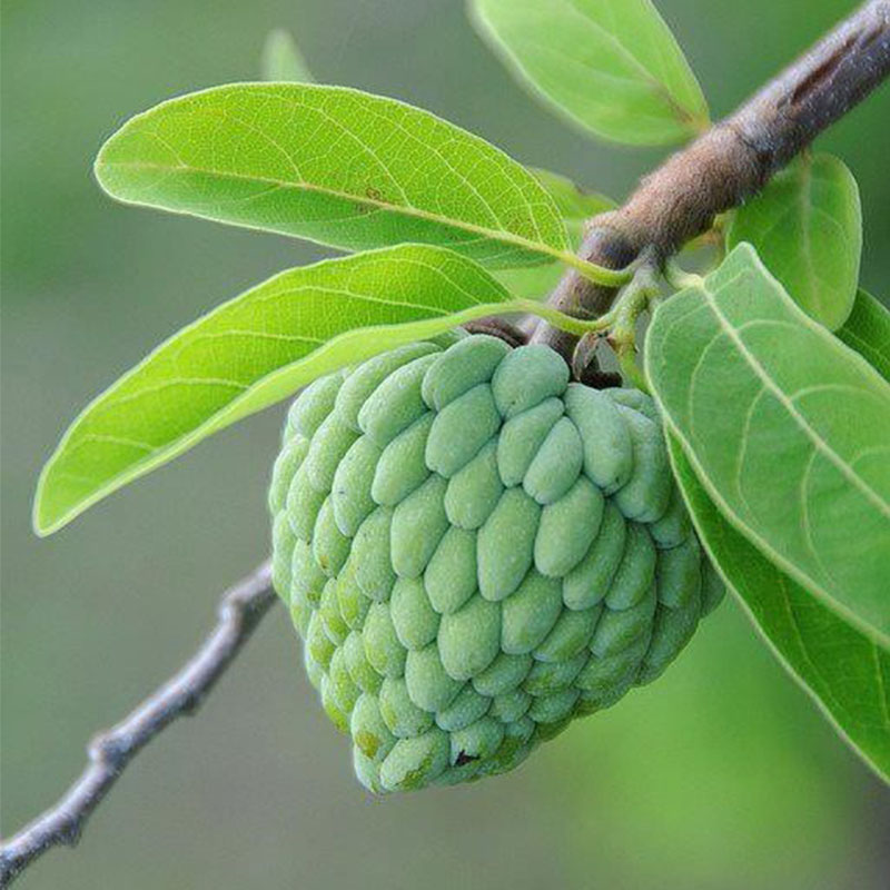 Custard Apple Annona Squamosa Seeds - Sugar Apple, Sweetsop