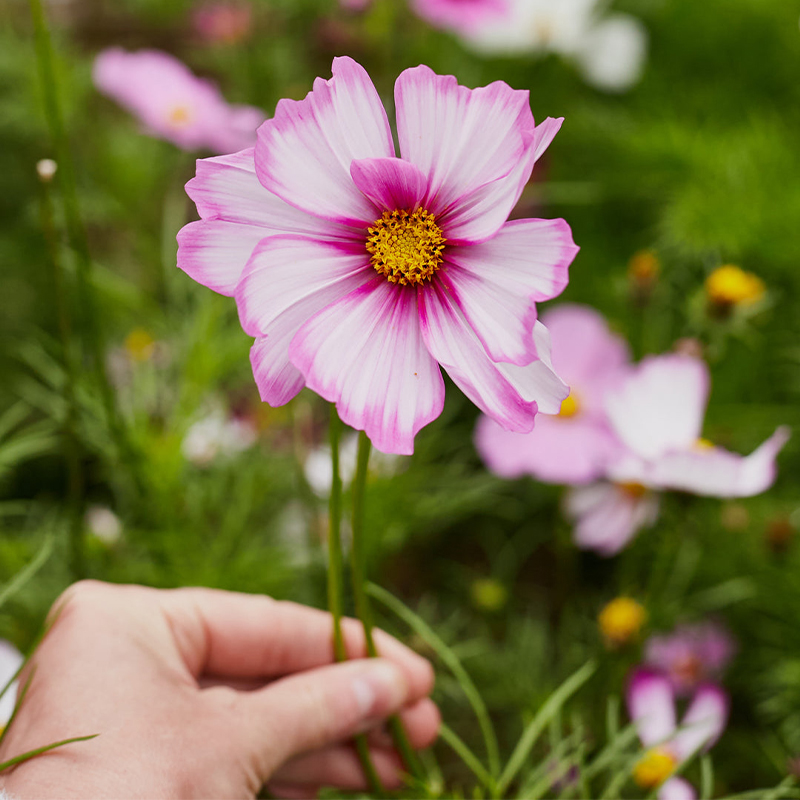 🍬Cosmos Sensations Candy Stripe Flower Seeds 🐝