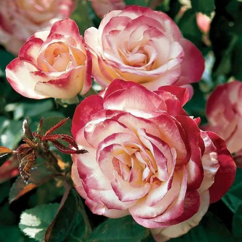 🌹Cherry Parfait™ Grandiflora Rose Seeds🍒