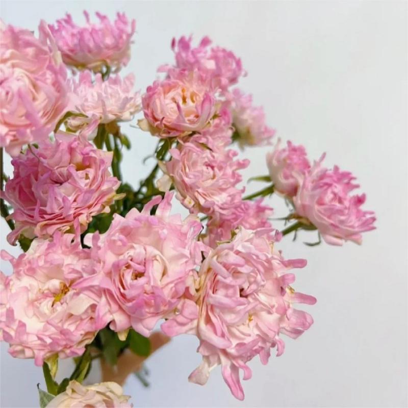 🩷Rare Pink Kite Roses-Flower Seeds 