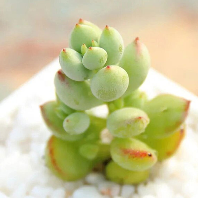 Cotyledon pendens seeds