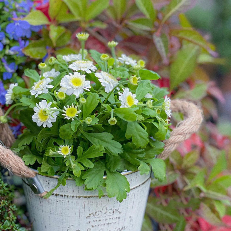 Piania Breviglossum Seeds