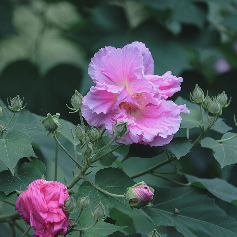 Double Hibiscus Flower Seeds