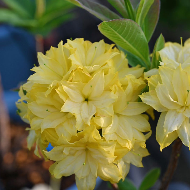 Deciduous Cuckoo Seeds