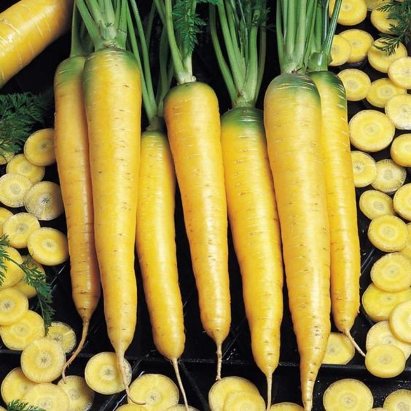 🥕Solar Yellow Carrot Seeds | NonGMO Heirloom 2024 Season Fast Shipping