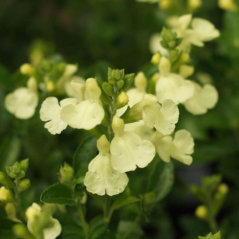 Multi-Species Sage Seeds