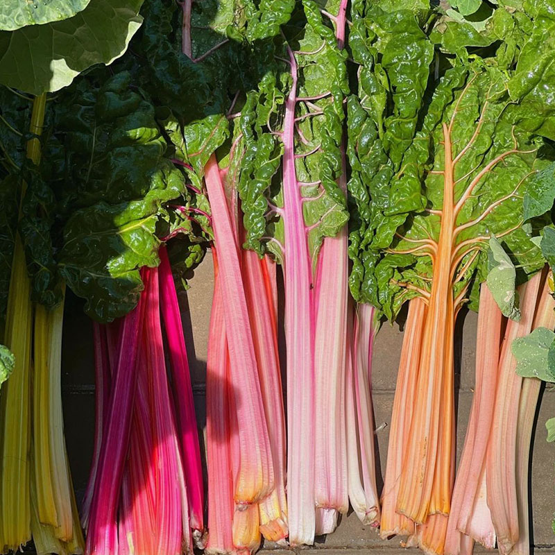 Swiss Chard Seeds - Rainbow Mixture Non-GMO Heirloom 50% OFF