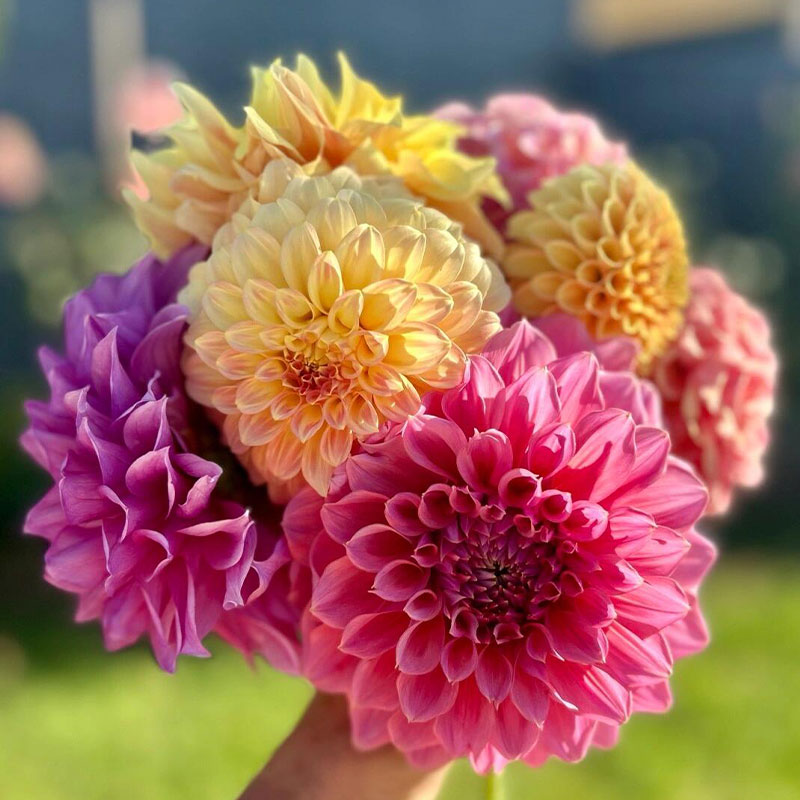 Polychromatic Dahlia Seeds