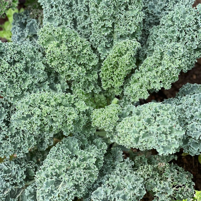 Low-Calorie Super Vegetable – Curly Kale Seeds