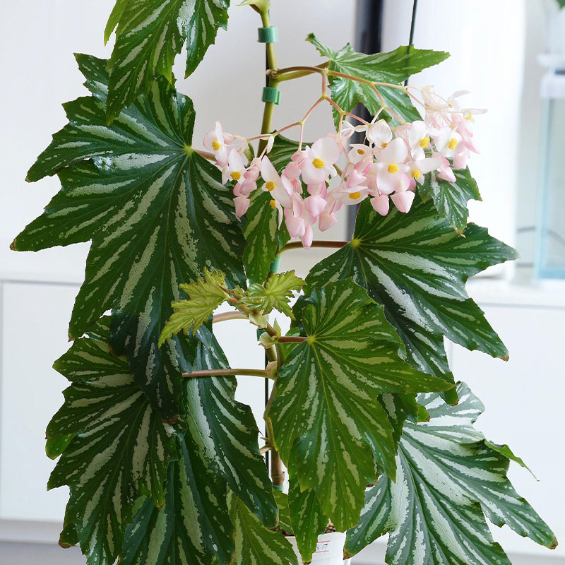 Aconite Mixed Begonia Seeds