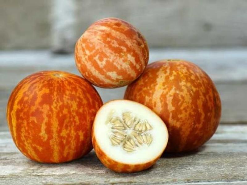 Rare Tigger Melon Seeds-Sweet Exotic Melons, Grow and Eat