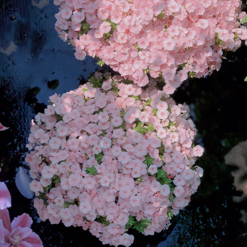 Salmon Pink Phlox Seeds