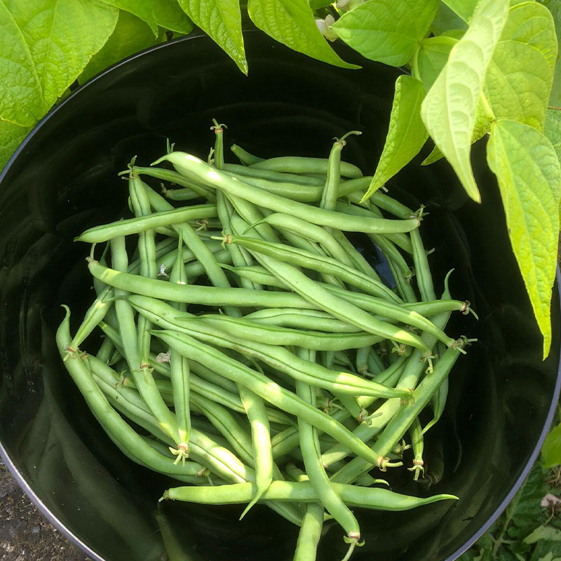Dwarf Green Bean