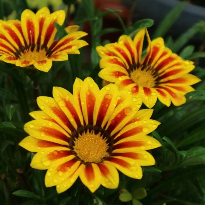 Medal Chrysanthemum Seeds