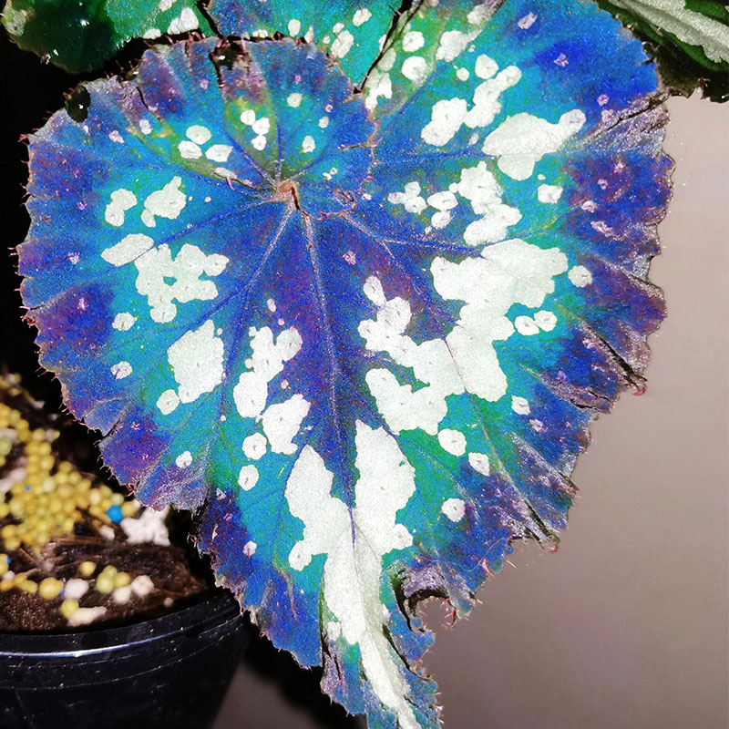 Blue Light Begonia Seeds