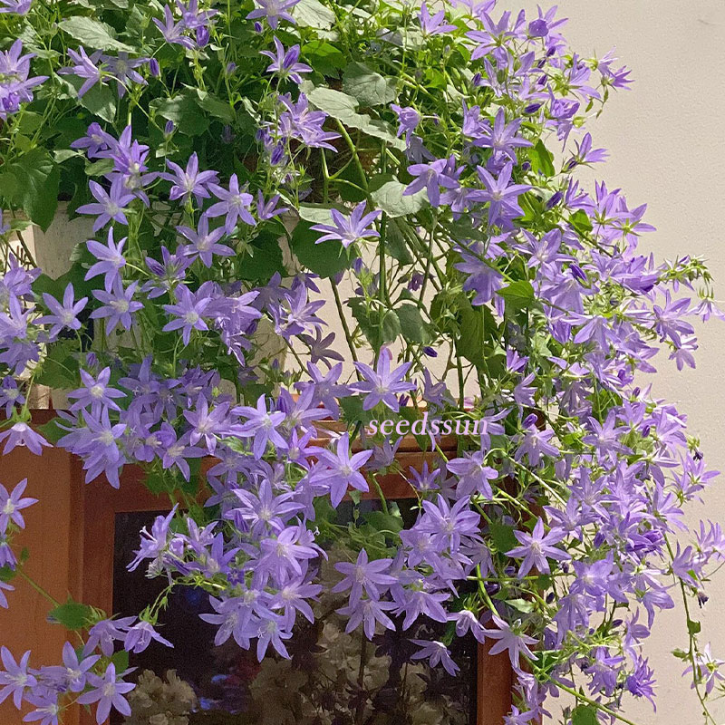 Hang Bellflower Seeds