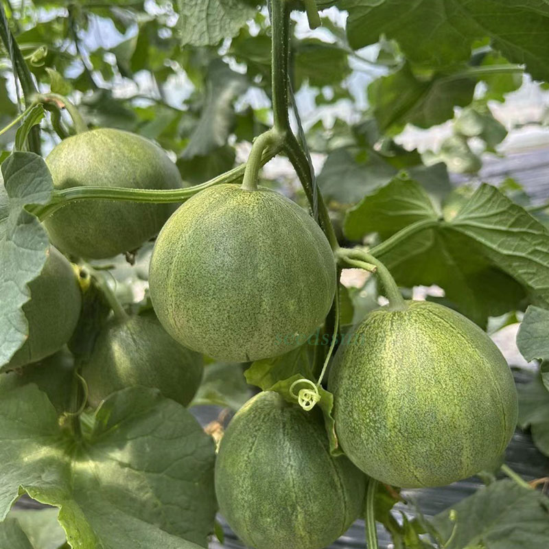 Emerald Melon Seeds