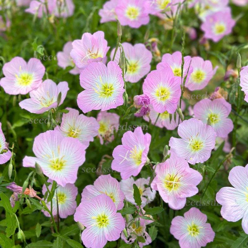 Beautiful Evening Primrose Seeds