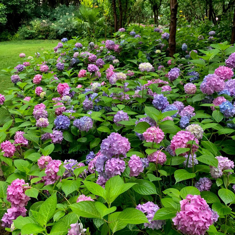 Colorful hydrangea seed