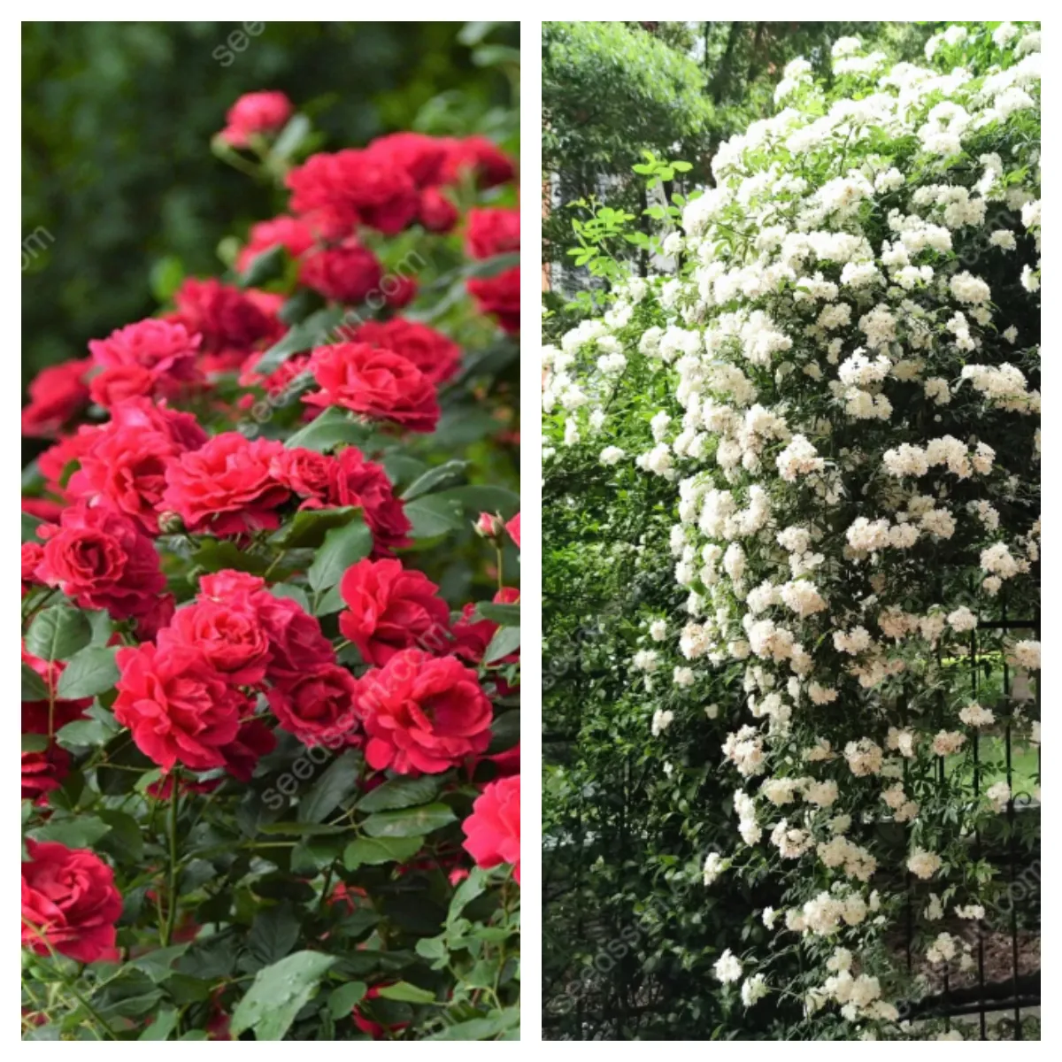 Redwood Creeper Flower Seeds🥰Last Day Sale - 60% OFF