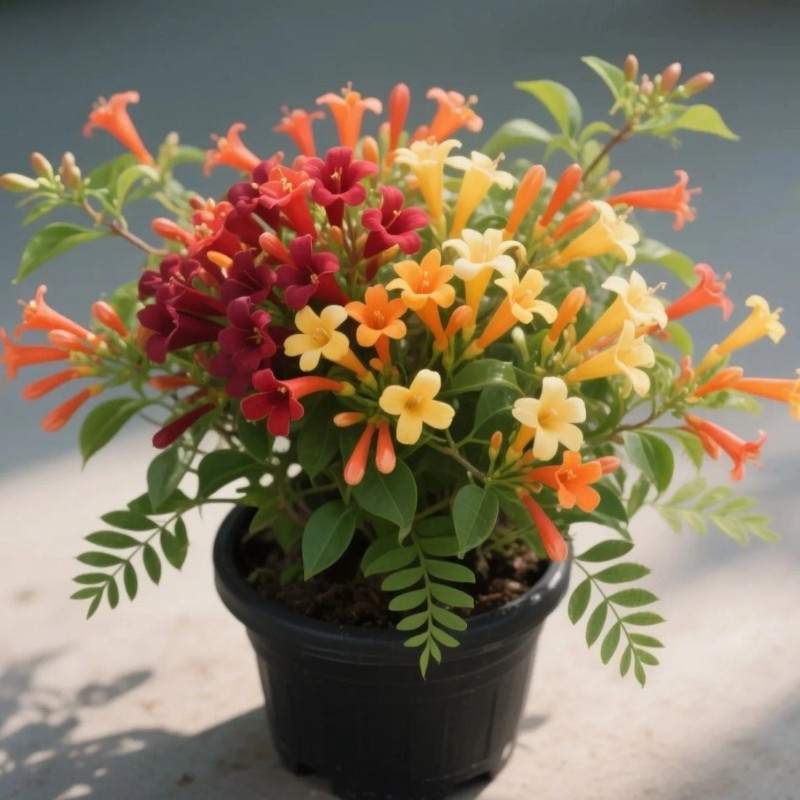 Mixed-Color Rainbow Firecracker Vine Seeds
