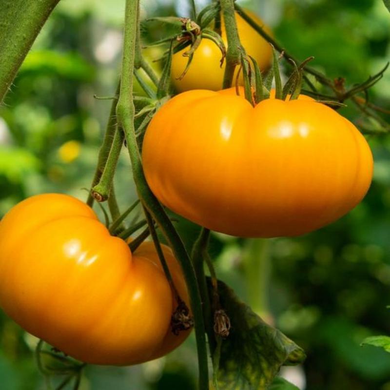 Amana Orange Heirloom Tomato Seeds - Large Tomato - One of The Most Delicious Tomatoes for Home Growing
