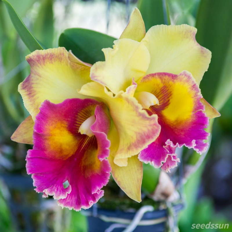 Cattleya Orchid Seeds