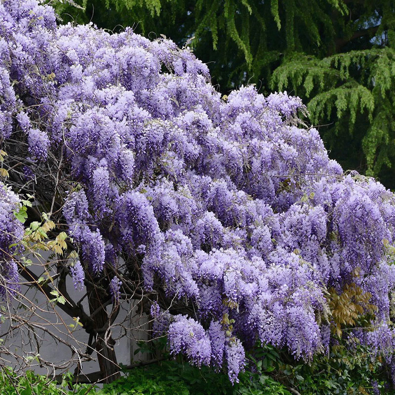Wisteria Blue Jade Seeds