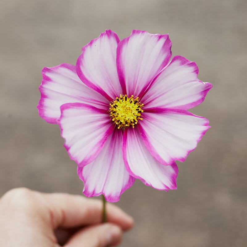 🍬Cosmos Sensations Candy Stripe Flower Seeds 🐝